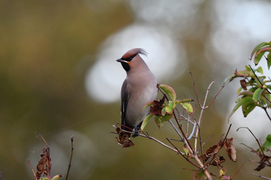 Roots Bird Weekend Vlieland - October 4 to 6, 2024