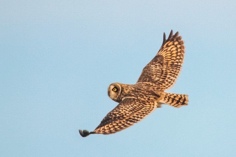 Roots Bird Weekend Vlieland - October 4 to 6, 2024