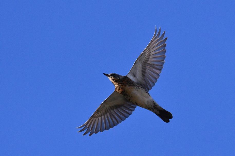 Roots Bird Weekend Vlieland - October 4 to 6, 2024