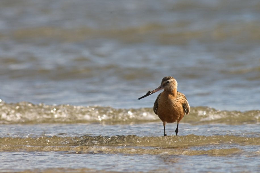 Roots Bird Weekend Vlieland - October 4 to 6, 2024