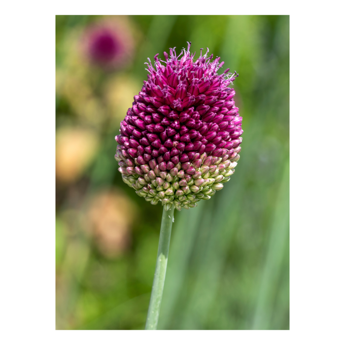 Flower bulb package (with 'My Seasons' Tulipa)