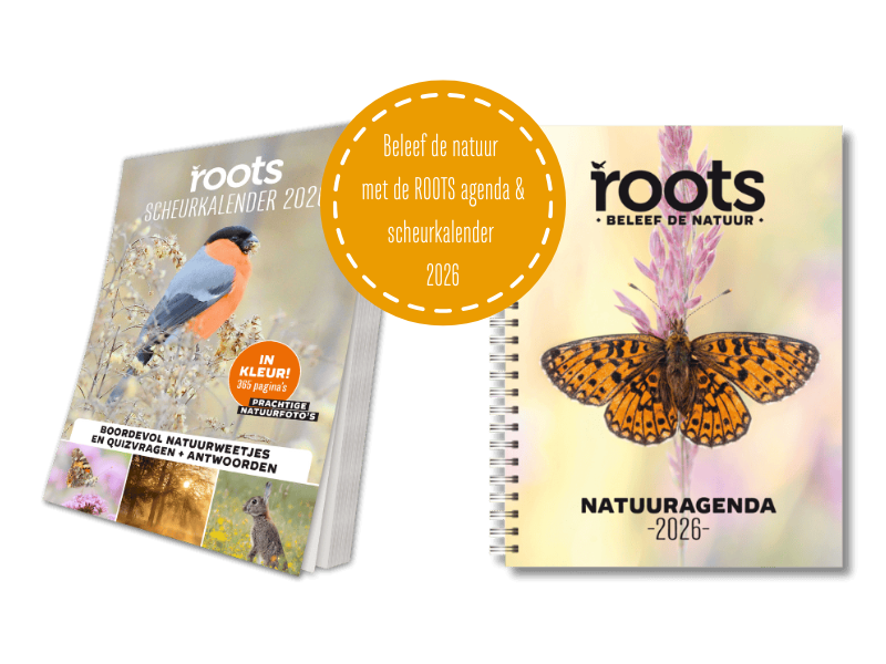 De mooiste agenda & scheurkalender voor 2026