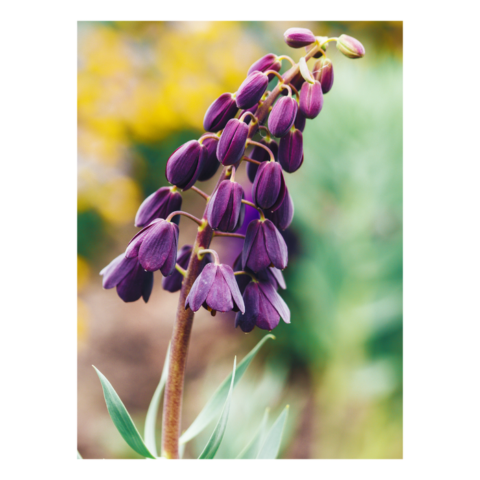 Flower bulb package (with 'My Seasons' Tulipa)