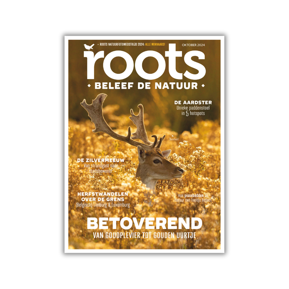 Roots abonnement (doorlopend)