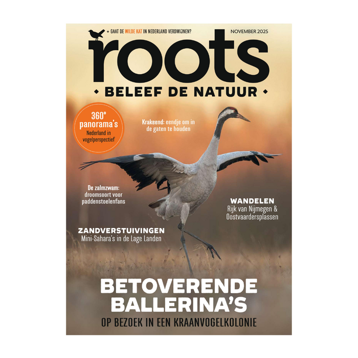 Roots editie 11 - 2025
