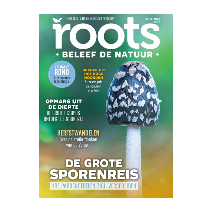 Roots november - 2026