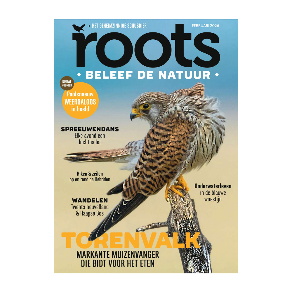 Roots 2 - 2026