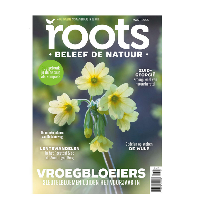 Roots editie 3 - 2025