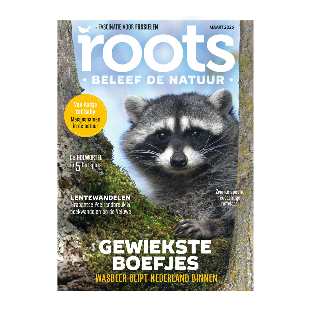 Roots maart - 2026