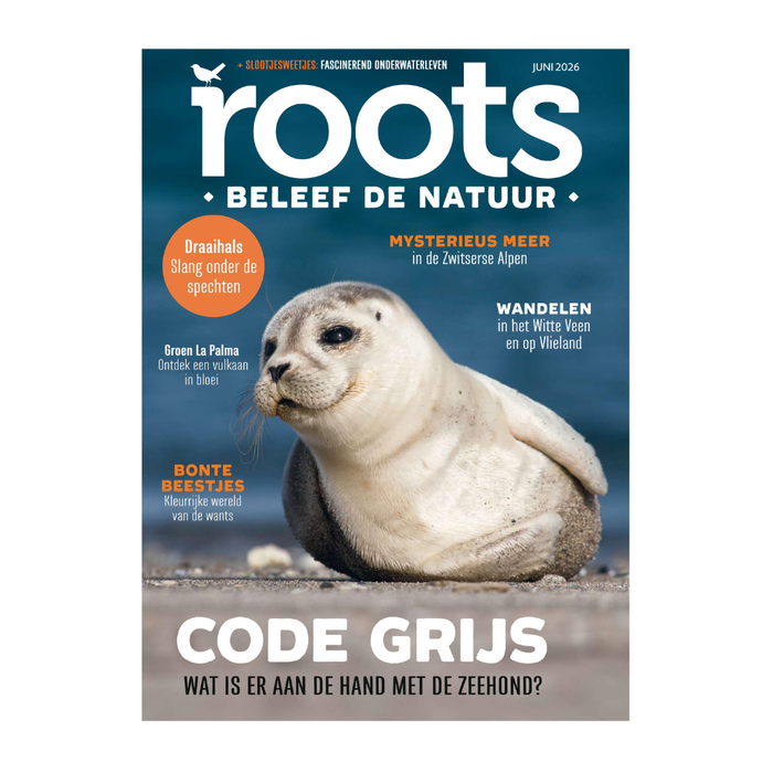 Roots 6 - 2026