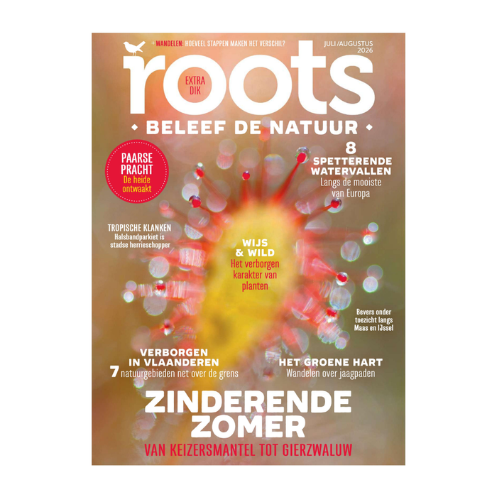 Roots 7/8 - 2026