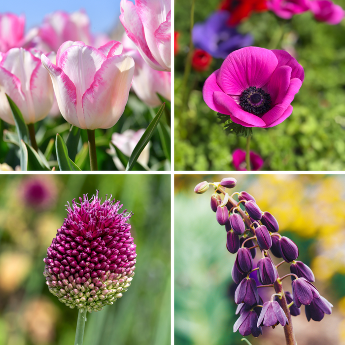 Flower bulb package (with 'My Seasons' Tulipa)