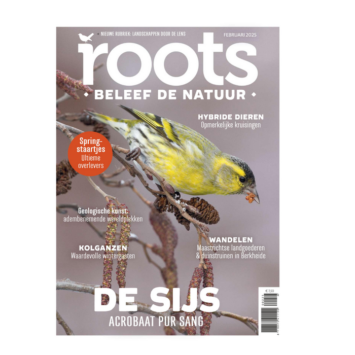 Roots editie 2 - 2025