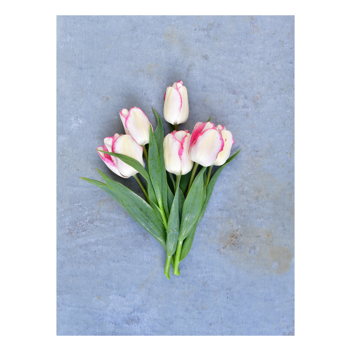 Flower bulb package (with 'My Seasons' Tulipa)