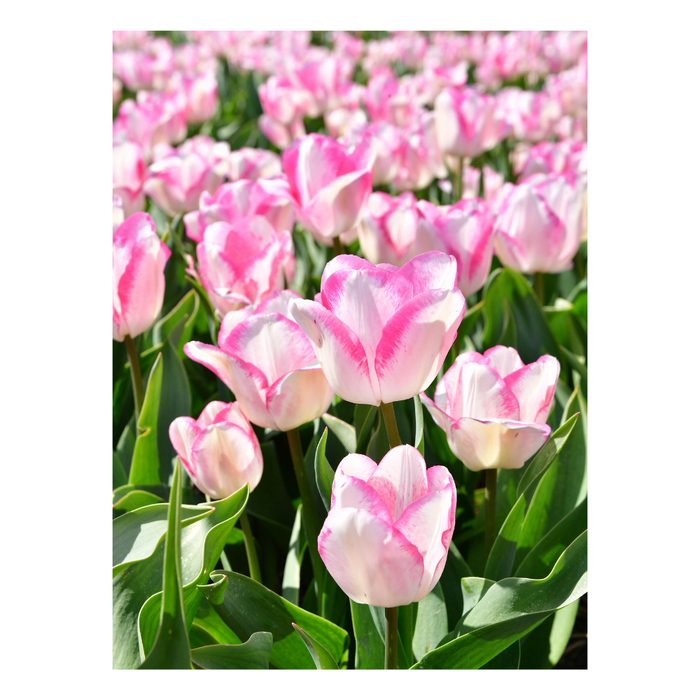 Bloembollenpakket (met 'My Seasons' Tulipa)